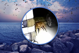 Cô gái say rượu nhảy sông tự tử, chó cưng dẫn cảnh sát tới cứu