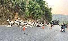 Xe chở hơn 100 con dê gặp tai nạn, dân chung tay mua ‘giải cứu’