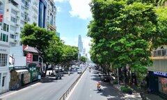 Cận cảnh hơn 400 cây xanh sắp bị đốn hạ làm tuyến Metro số 2 ở TP.HCM