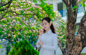 Hoa sứ khoe sắc làm bừng sáng góc sân trường ở thành phố biển Quy Nhơn