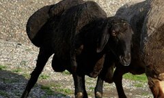 Kỳ lạ giống cừu thích ứng với biến đổi khí hậu 