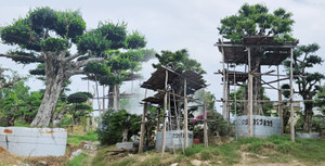 Đại thụ vào nhà đại gia, rừng già 'chảy máu'