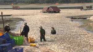 Đồng Nai: Xót xa cảnh hàng trăm tấn cá chết trên hồ Sông Mây