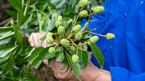 Cây không ra trái, nông dân thủ phủ vải thiều 'ngồi trên lửa'