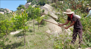 Cây châu Phi mở hy vọng phủ xanh cả miền Trung nắng hạn