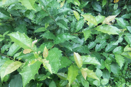 Cách uống xạ đen thanh lọc cơ thể