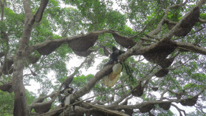 Hốt bạc từ 'cây ong mật' kỳ lạ ở Điện Biên cho hàng tấn mật ong thượng hạng