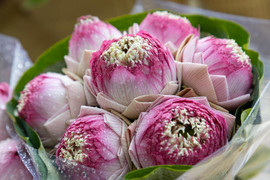 Hoa sen Quan Âm 'nở rộ' khắp phố, hút hồn người Hà Nội