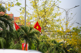 Hoa muồng hoàng yến nhuộm vàng cung đường ‘triệu đô’ ở thành phố Hà Tĩnh