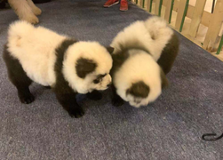 Sở thú Trung Quốc biến chó thành gấu trúc để hút khách