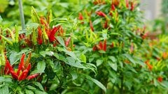 Lá ớt có ăn được?