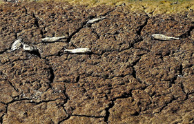 Đừng nói đến đời con cháu, chúng ta đang lâm nguy vì biến đổi khí hậu rồi