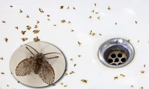 Nên làm gì khi phòng tắm có côn trùng bay nhỏ?