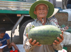 Nông dân 'thủ phủ' dưa hấu ở Quảng Nam thắng lớn nhờ được mùa, được giá