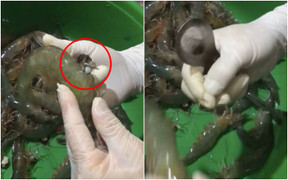 Cách loại bỏ đường chỉ tôm không cần tăm