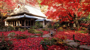 Ngôi đền hơn 1.400 năm tuổi nép mình giữa rừng cây tuyệt đẹp