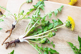 Cây bồ công anh có tác dụng chữa bệnh tuyệt vời ra sao?