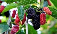 Công dụng bất ngờ của quả dâu tằm
