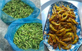 Loại côn trùng bay đầy đồng lúa có giá bán cao bất ngờ