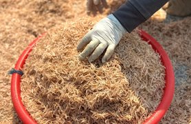 Ruốc xuất hiện dày đặc ở vùng biển gần bờ, ngư dân Quảng Ngãi trúng đậm