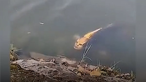 Bất ngờ với con cá chép có hình mặt người