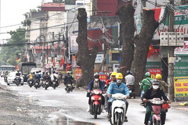 Hàng cây xà cừ bị cắt ngọn trơ trụi để phục vụ mở đường ở Hà Nội