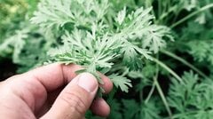 8 tác dụng tuyệt vời của ngải cứu với sức khỏe