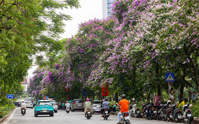 Bằng lăng nhuộm tím phố phường, Hà Nội đẹp như trong tranh