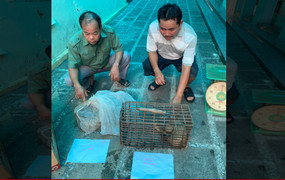 Khởi tố 2 kẻ mua bán 2 con tê tê Java nguy cấp, quý hiếm