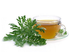 Nước ngải cứu có tác dụng gì? 