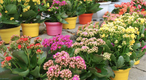 4 loài hoa cứ ngắt lá vùi vào đất là sống