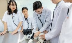 Mức lương ngành Thú y cho sinh viên vừa ra trường thế nào?