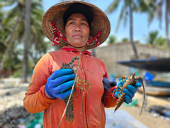 Hơn 60 tấn tôm hùm bị chết ở Phú Yên, người nuôi cay đắng bán giá 50.000 đồng/kg