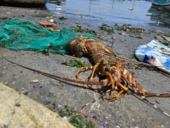 'Thủ phủ' tôm hùm Phú Yên năm nào cũng có thiệt hại: Làm sao khắc phục?