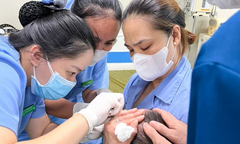 Khách sạn thuê người phá tổ ong, nhiều người đi đường bị đốt nhập viện