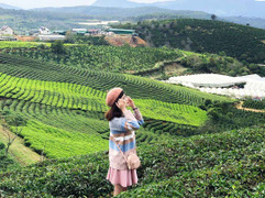 Đồi chè Tâm Châu Bảo Lộc có gì hấp dẫn?