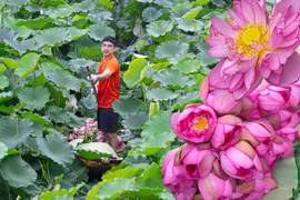 Người trồng sen hồ Tây tất bật thu hoạch, hái bao nhiêu cũng không đủ bán