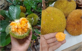 Khách săn lùng mít tí hon quả bằng nắm tay, có vị chua độc lạ