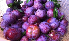 Phân biệt những loại mận phổ biến trên thị trường