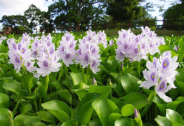 Loài cây Việt Nam dành cho gia súc nhưng lại là rau quý ở nước ngoài