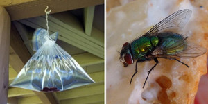 Treo một túi nước ở cửa sổ có tác dụng gì?