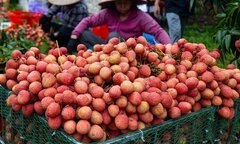 Ai không nên ăn vải?