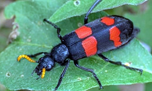 Bí tiểu, xuất tinh không tự chủ sau khi ăn loài sâu lạ