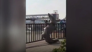 Cá sấu cố gắng trèo qua lan can ở Ấn Độ