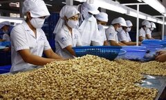 Bị 'lật kèo' hàng trăm nghìn tấn điều thô, doanh nghiệp Việt có thể khởi kiện?