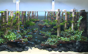 Ghé 'xưởng sản xuất thủy cung' lung linh, huyền ảo