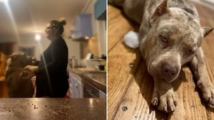 Coi chó dữ như con, cô gái bị chúng tấn công đến chết đúng hôm sinh nhật 23 tuổi