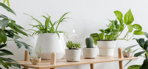 Loại cây xanh càng lười chăm sóc, càng phát triển