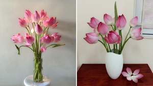 Bí quyết cắm hoa sen nở căng, lâu rụng cánh