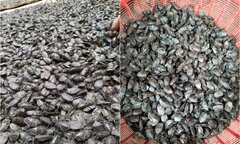 Giật mình với giá thu mua bọ xít đen lên đến 8 triệu đồng/kg